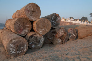 pile of chopped hardwood trunks