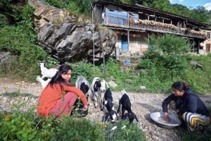 Two women feeding goats in front of their home