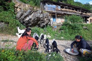 <p>Dilkumari Nagarkoti’s daughters tend to their remaining livestock beside the abandoned family home in Tikabhairav Dhunge, Lalitpur – the impacts of an illegal mineral mine forced them to leave the village (Image: Susheel Shrestha)</p>