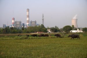 a group of cows grazing in a field with a coal power plant in the background