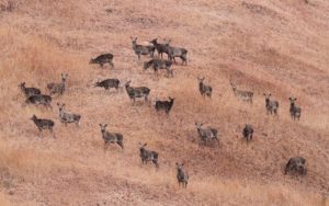 Herd of hangul deer on a hillside