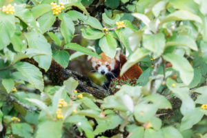 Red panda in a bush